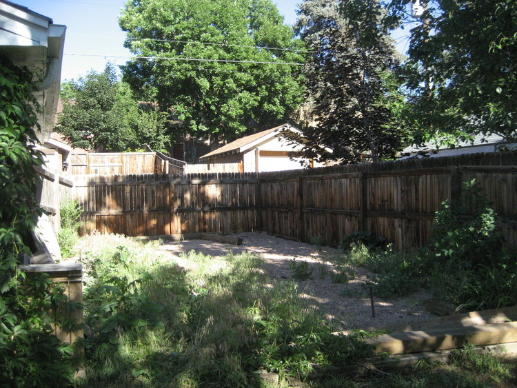 The side yard where we planned to make a designated potty spot for the dogs