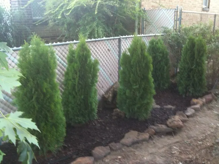 Hiding the chain link fence with trees to improve curb appeal