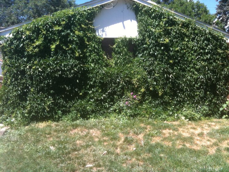 The garage hidden behind ivy