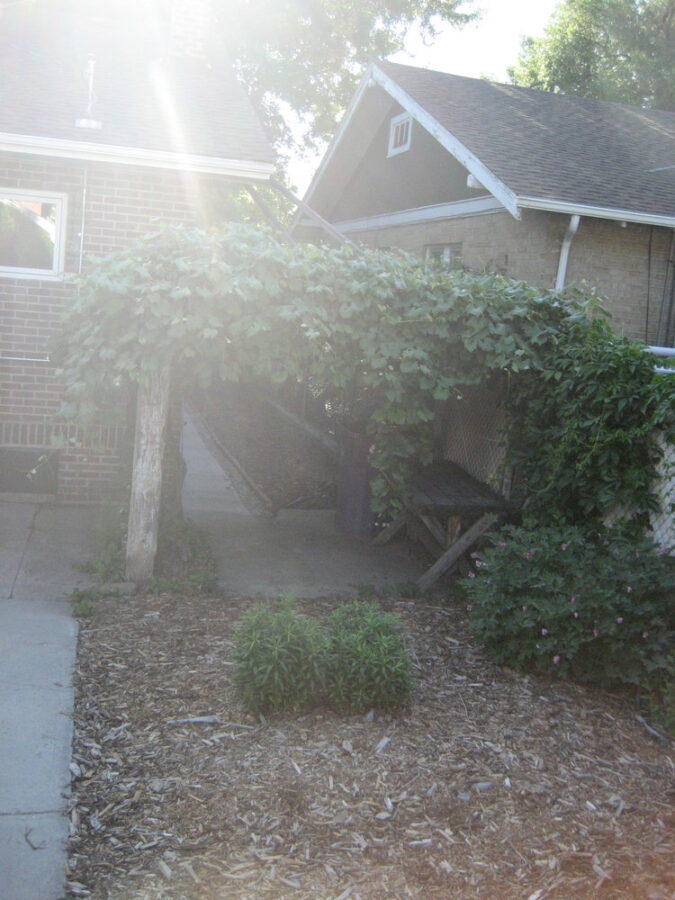 The pergola that was falling over from rot and ivy