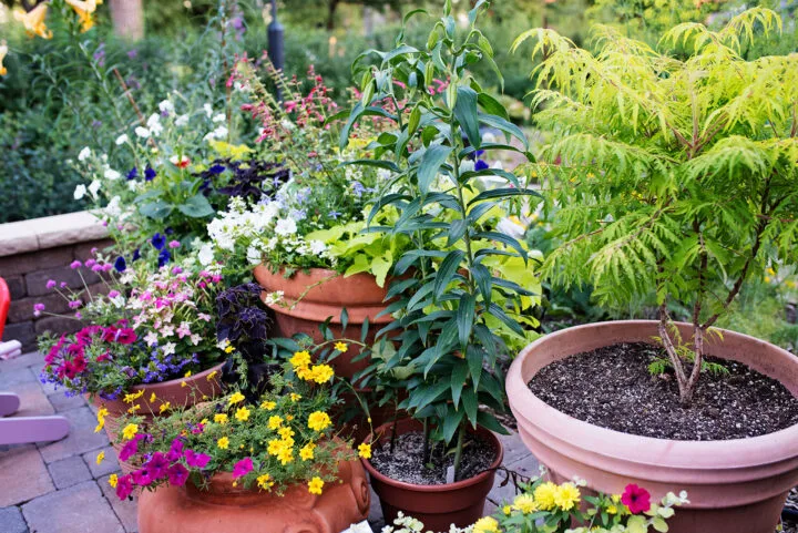 Historic Bosler House garden in Denver with pergola and English flowers