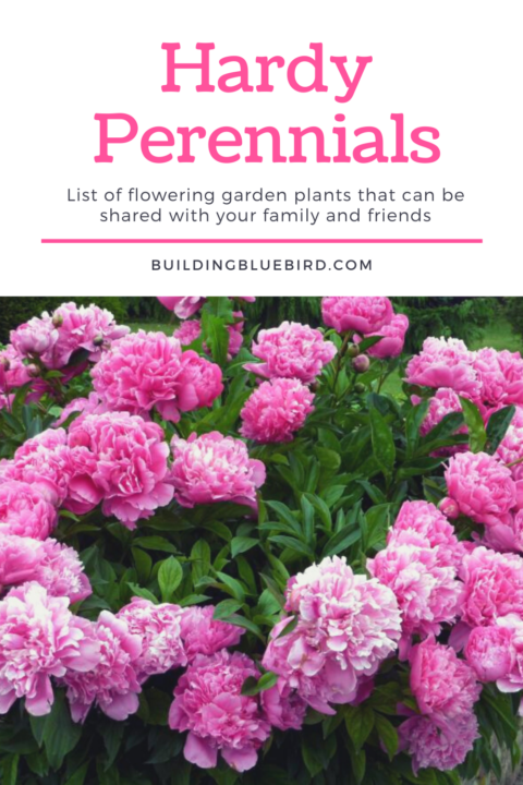 Full list of perennial plants that can be easily transplanted or divided to share with friends | Building Bluebird #gardening #englishgarden #perennials #nativeplants