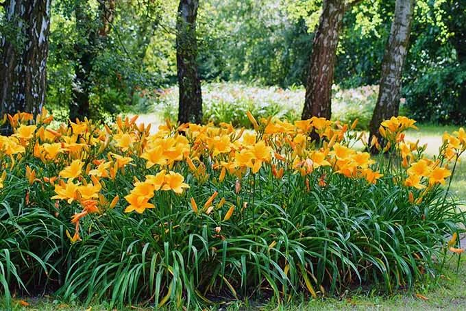 Daylily perennials
