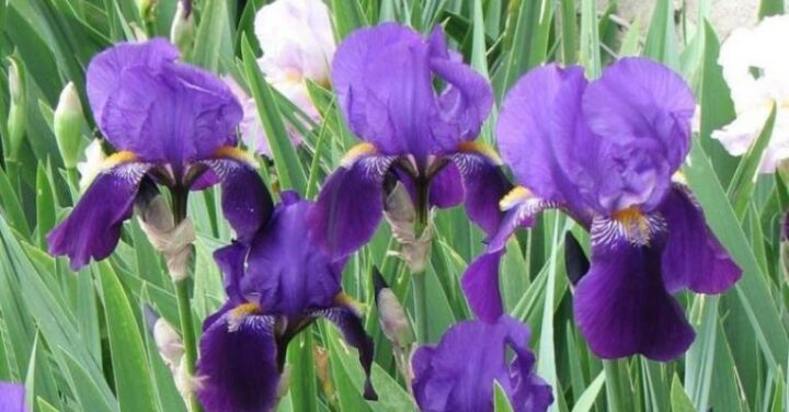 Bearded Iris plant