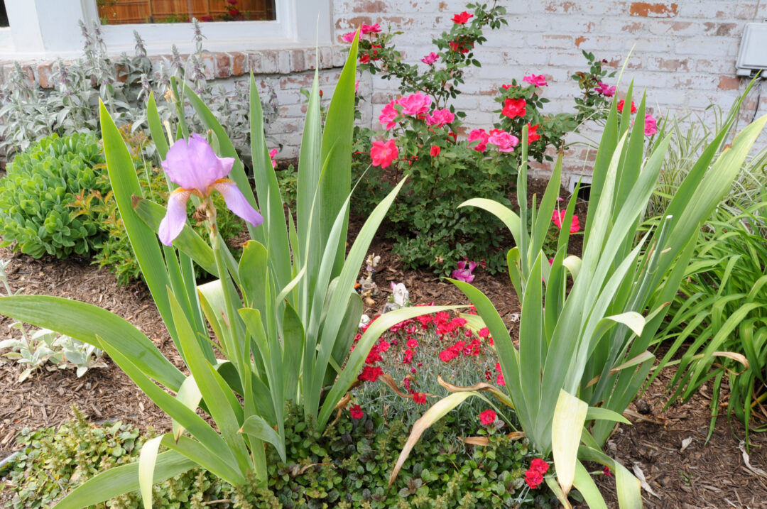 How to Plan a Flower Bed Garden for Beginners - Building Bluebird