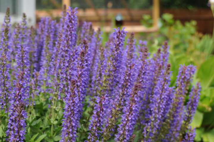 Beautiful perennial plants that can be easily transplanted or divided to share with friends | Building Bluebird #gardening #englishgarden #perennials #nativeplants