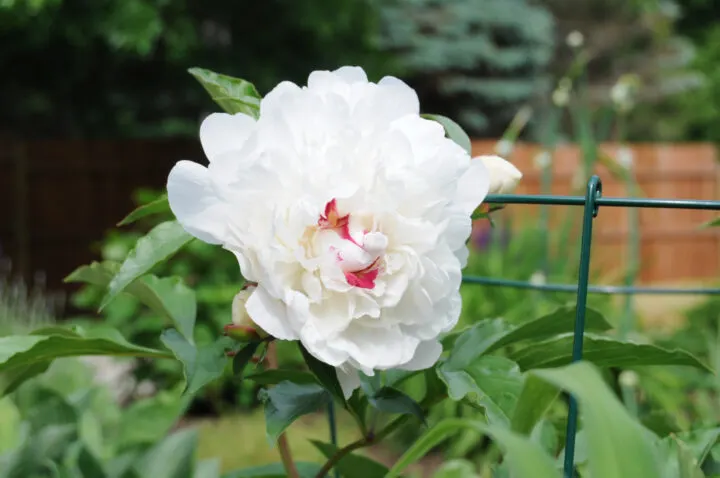 Peony bush care and building a low maintentance garden for beginners | Building Bluebird