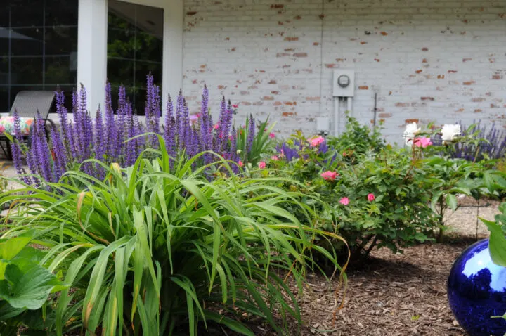 Beautiful perennial plants that can be easily transplanted or divided to share with friends | Building Bluebird #gardening #englishgarden #perennials #nativeplants