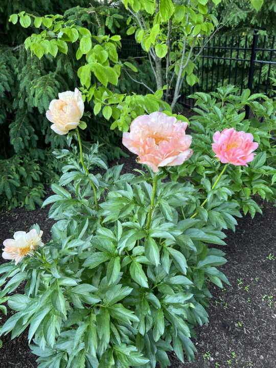 Beautiful perennial plants that can be easily transplanted or divided to share with friends | Peony