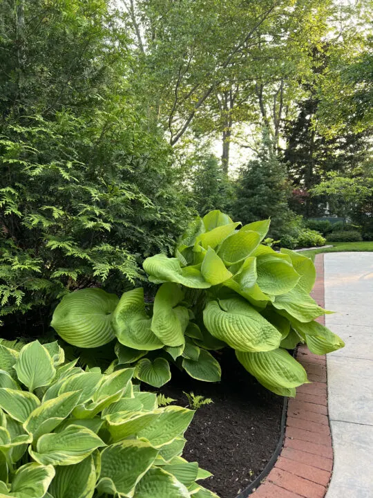 Beautiful perennial plants that can be easily transplanted or divided to share with friends | Hosta