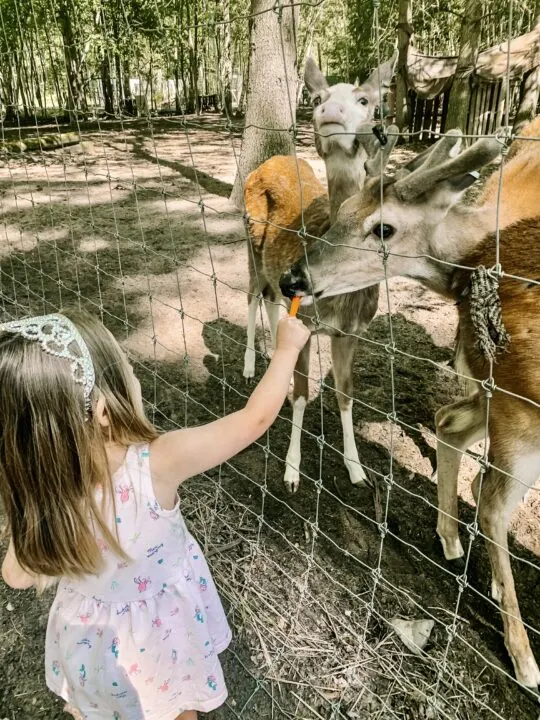 Feed the animals at the Indian Creek Zoo