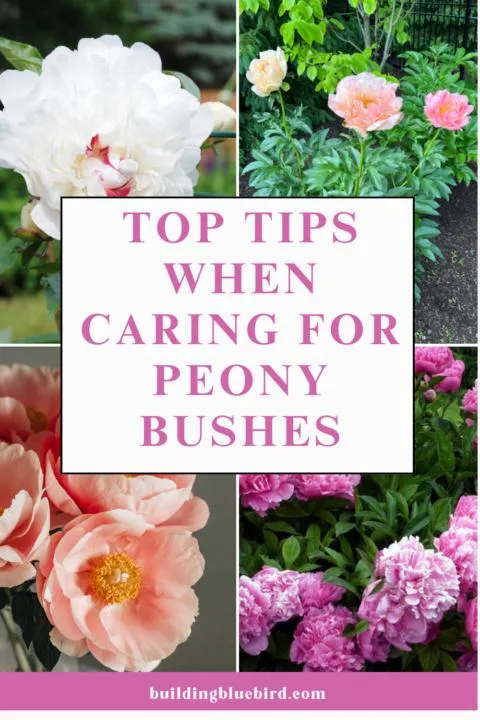 Peony bush care and building a low maintenance garden for beginners | Building Bluebird
